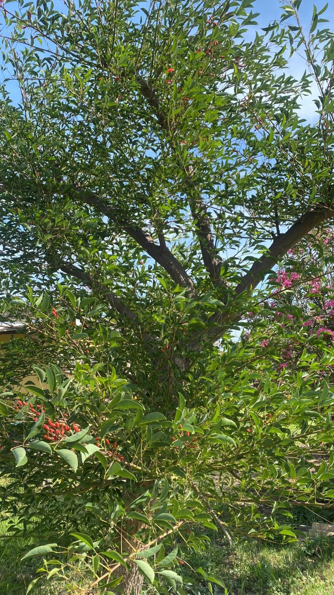 Agrib&B Lemontree Garde'N Συρακούσες Εξωτερικό φωτογραφία
