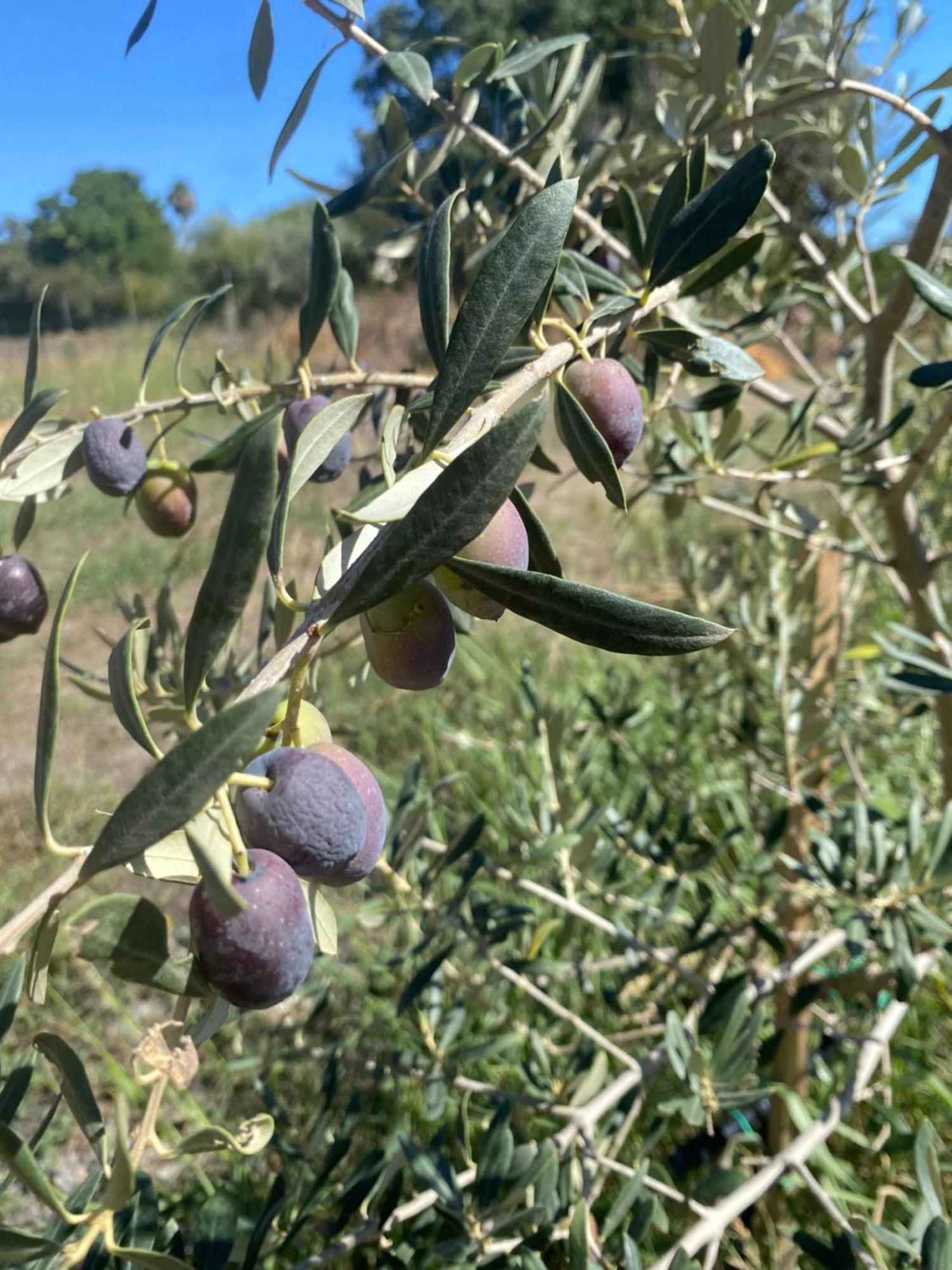 Agrib&B Lemontree Garde'N Συρακούσες Εξωτερικό φωτογραφία