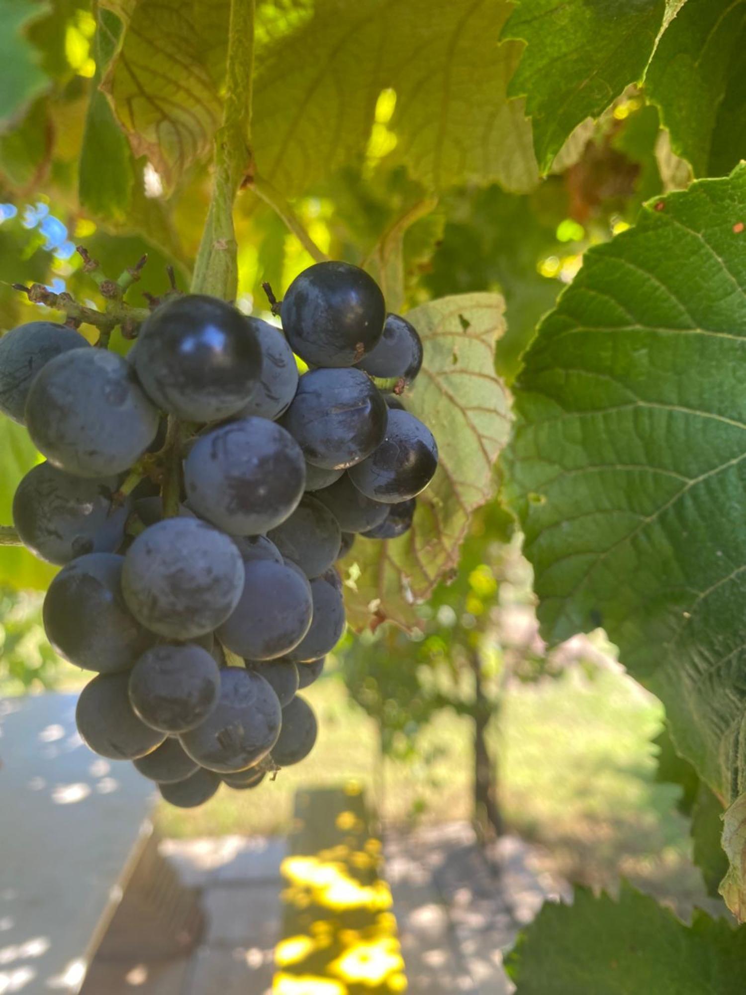 Agrib&B Lemontree Garde'N Συρακούσες Εξωτερικό φωτογραφία