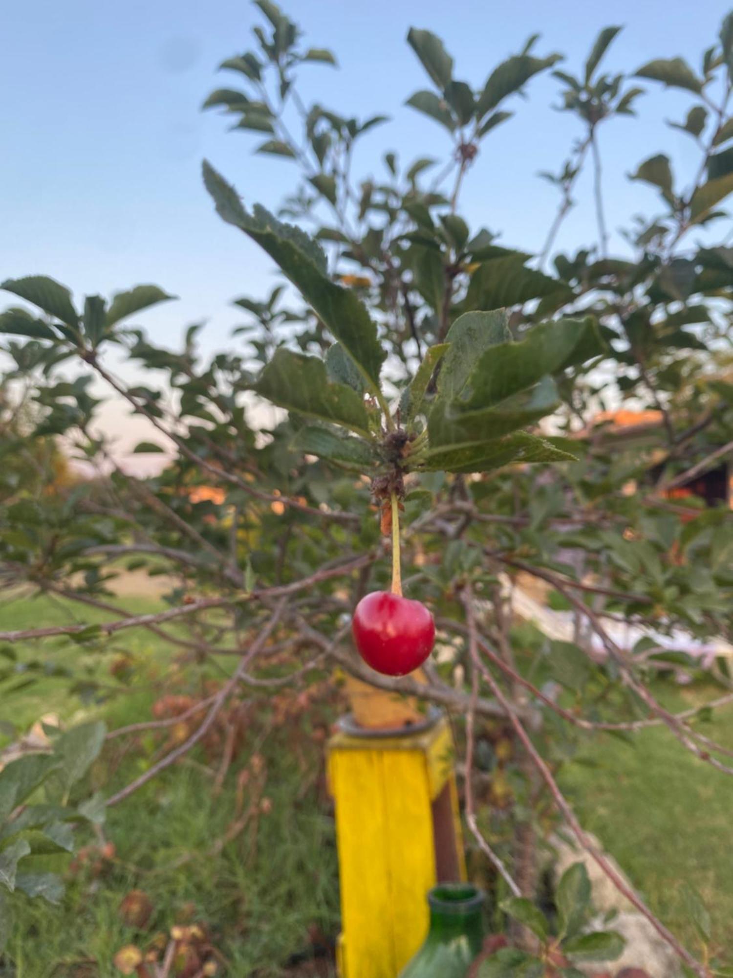 Agrib&B Lemontree Garde'N Συρακούσες Εξωτερικό φωτογραφία